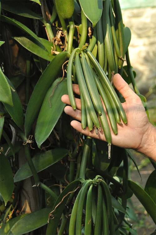 Plantation